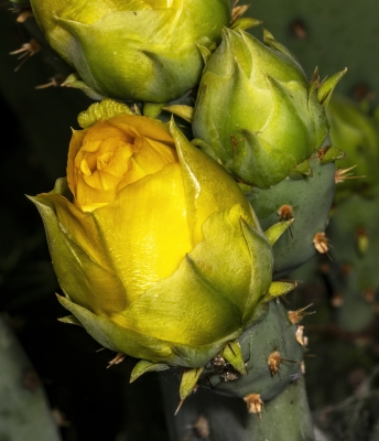 Prickly Pear Cactus April 2025